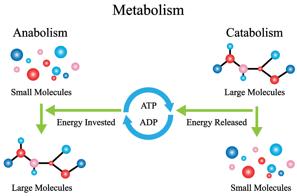 Energy conversion