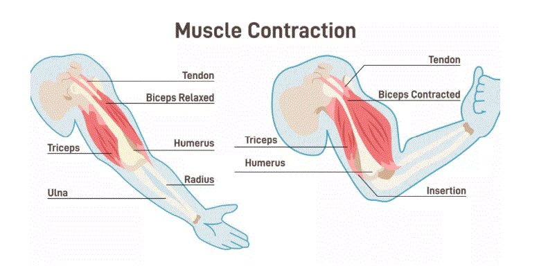 Muscle function