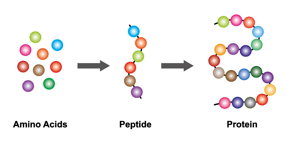 Protein synthesis